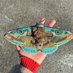 Tomfoolery Donuca Moth Beaded Art Object Online